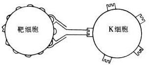 图2 K细胞ADCC作用机理模式图 图2 K细胞ADCC作用机理模式图