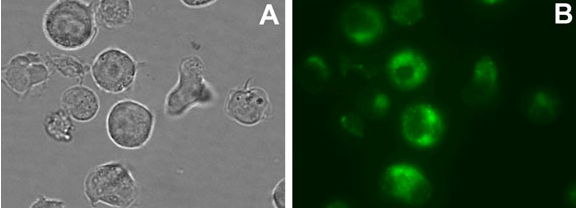 Enzo 细胞谱系示踪试剂盒：双重标记，多种应用