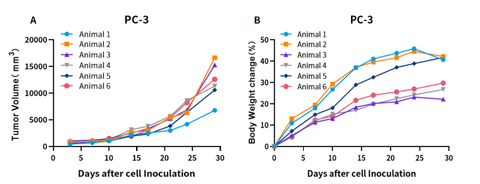 M-SRG大鼠 | 免疫缺陷大鼠，不只有大一个优点