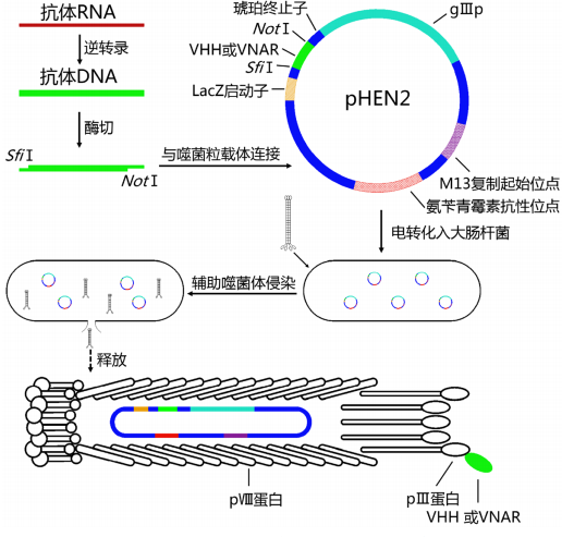 单域抗体文库构建；Single Domain Antibody Library