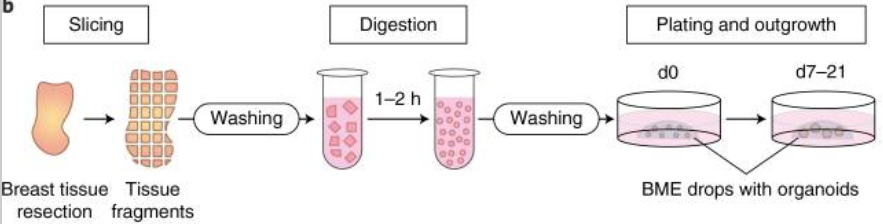 乳腺类器官的培养手册