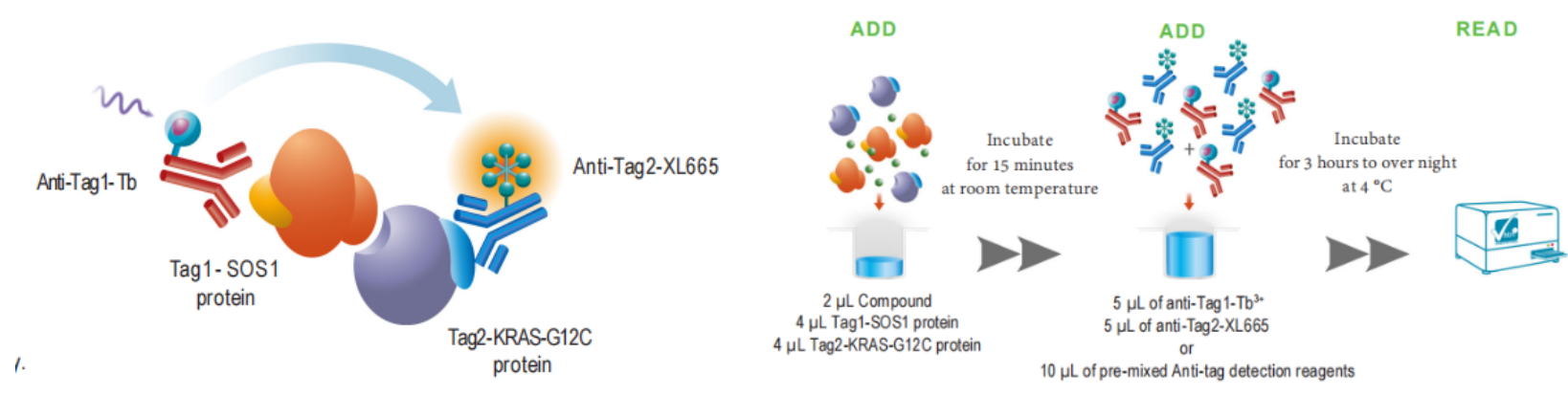 KRAS靶点难成药？-整体解决方案来帮您