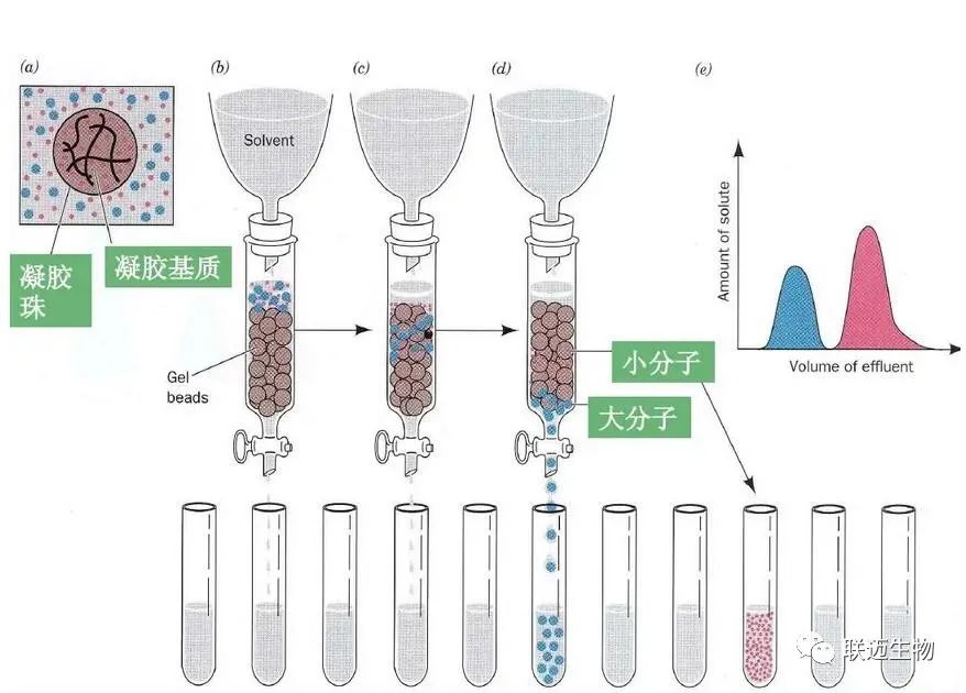 【实验必备技能】蛋白纯化的四种方法