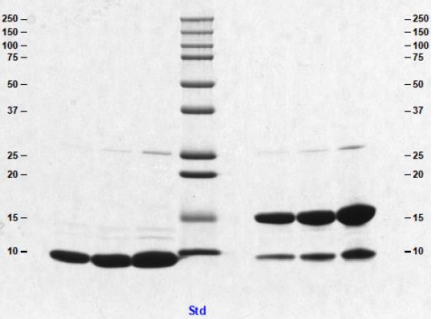 Athens-载脂蛋白AII--促销来袭，科研好物低价抢！