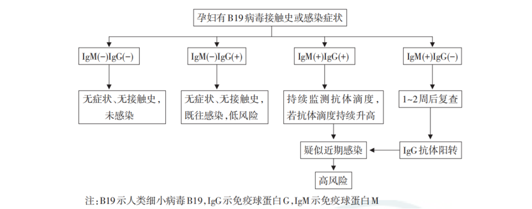 人细小病毒B19血清学检测之抗原选择