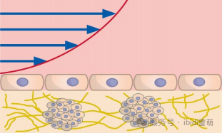 实验应用|使用µ-Slide 3D产品建立体外3D球状体模型