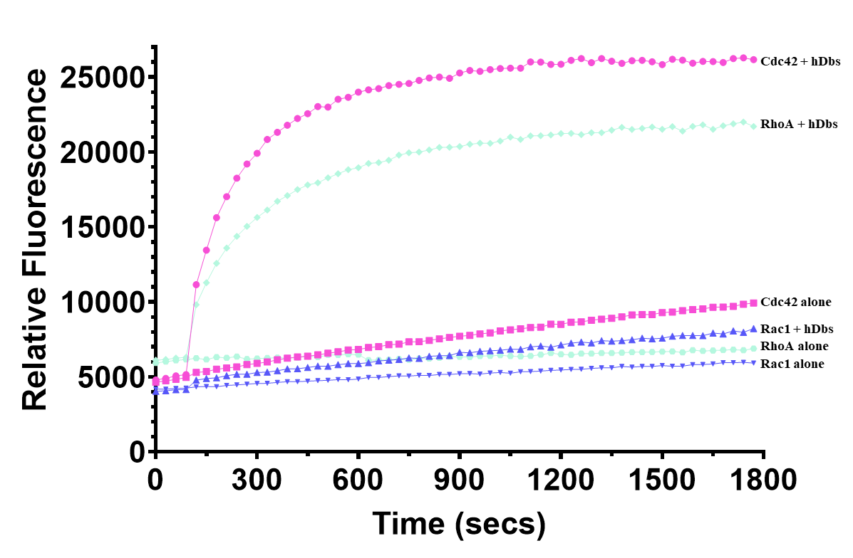小G蛋白研究工具