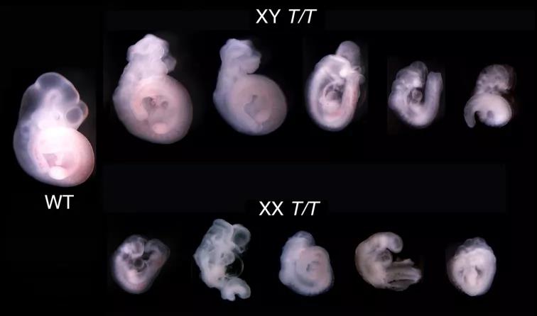 「每周一鼠」表观遗传巨星——KDM2b