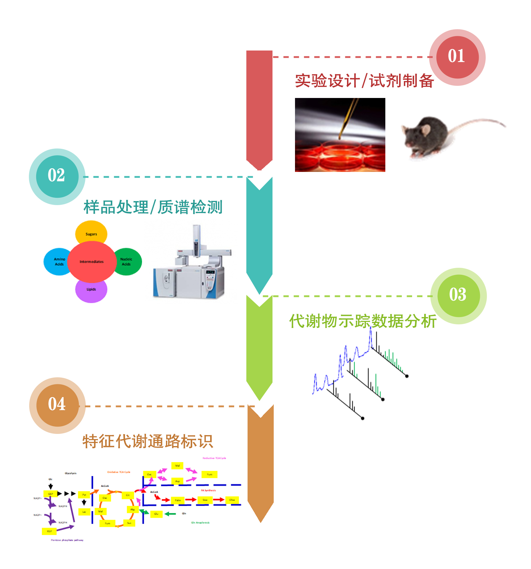 绘谱学堂 | 新型代谢流技术探索生物医学研究前沿