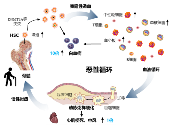 揭示衰老相关克隆性造血分子的机制——DNMT3A突变