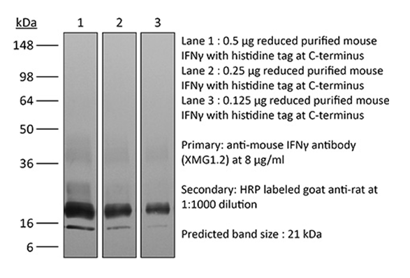 BioXcell特色推荐——小鼠干扰素γ