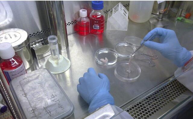 原代细胞 活力好,周期短