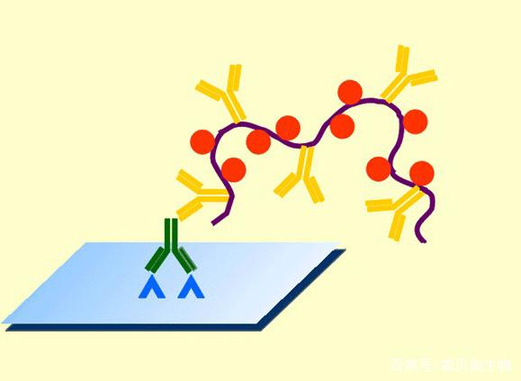 ELISA实验中酶标记物等试剂工作浓度的选择