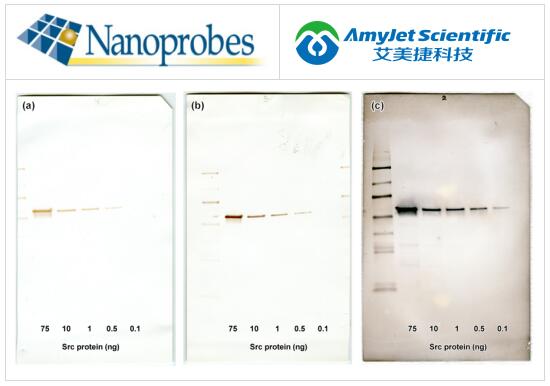 Nanoprobes EnzMet - 酶金相相关介绍及应用 Nanoprobes EnzMet - 酶金相相关介绍及应用