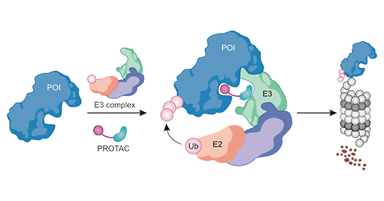 靶蛋白-PROTAC-E3泛素连接酶三元复合体形成途径
