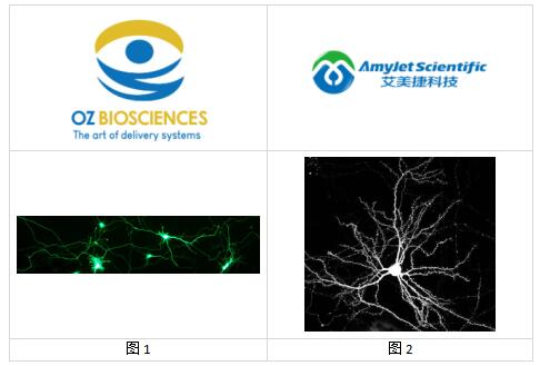 OZ Biosciences艾美捷NeuroMag转染试剂特色分析 OZ Biosciences艾美捷NeuroMag转染试剂特色分析