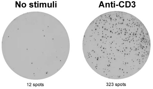 ELISpot Plus:猴IFN-γ(ALP)-促销来袭