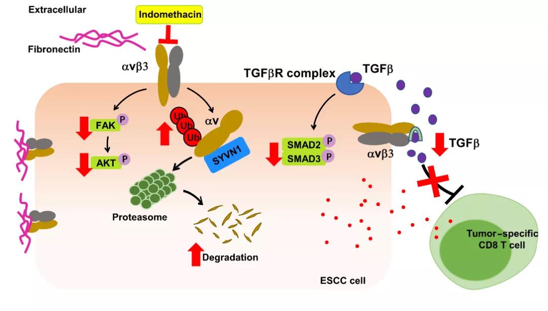 赛业生物基因编辑小鼠助力肿瘤研究
