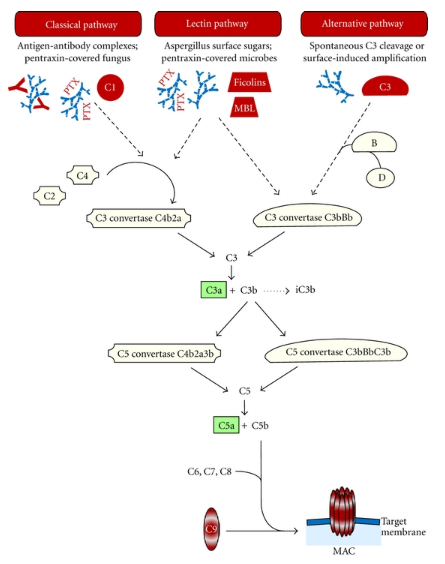 艾美捷补体因子D抗体及相关热门补体蛋白研究