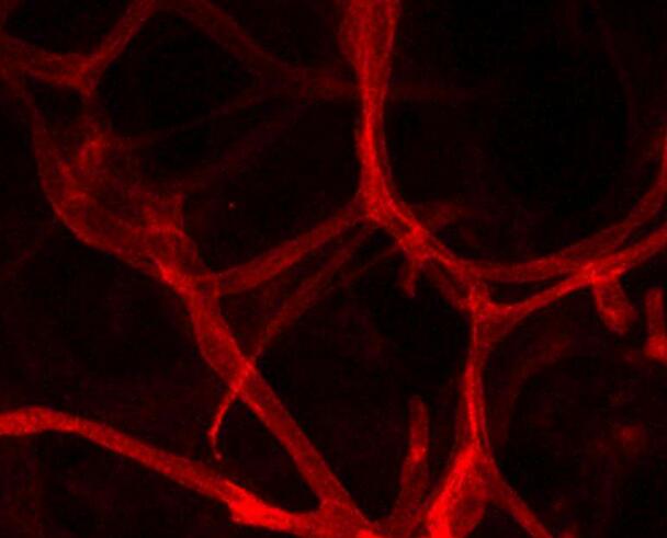 大脑血管三维网络的形成机制