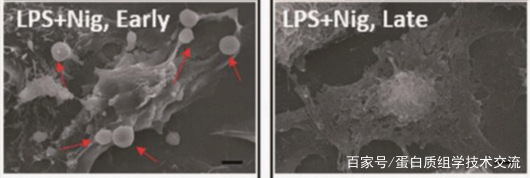 【周二直播入口】细胞焦亡的分子机制研究