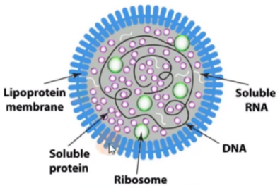 支原体污染了怎么办？