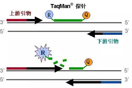 TaqMan水解探针作用机理图
