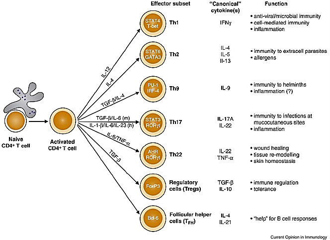 【罗工流式宝典第2式】小鼠高血压模型（主动脉、肾脏组织）中Th细胞的鉴定