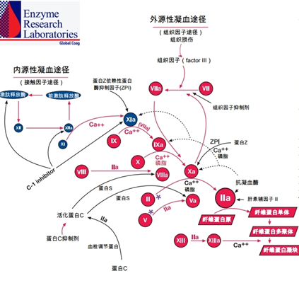 Enzyme Research：多种凝血因子抗体限时特惠，科研助力大放送！