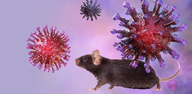 JAX精准小鼠模型助力《Nature》奥密克戎重磅研究