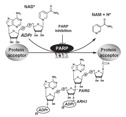 Poly (ADP-Ribose) ELISA试剂盒化验原理&文献参考 Poly (ADP-Ribose) ELISA试剂盒化验原理&文献参考