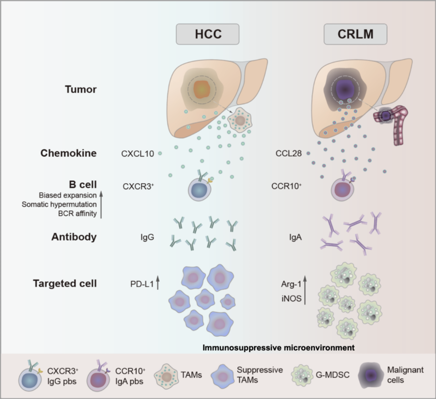 Cancer Research | 中山大学彭穗教授团队揭示肝癌免疫抑制微环境的调控机制