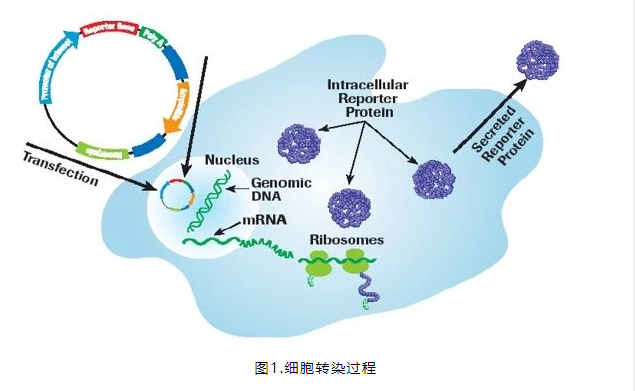 为你的转染实验保驾护航