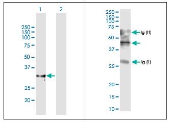 GW 590735参数说明及储存注意事项 GW 590735参数说明及储存注意事项