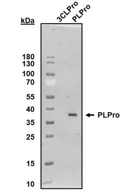 LifeSensors-PLPro多克隆抗体超值购，科研人专属福利！