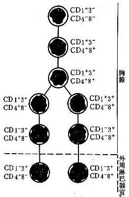图1T细胞在胸腺內成熟过程中表面标记的变化 图1T细胞在胸腺內成熟过程中表面标记的变化