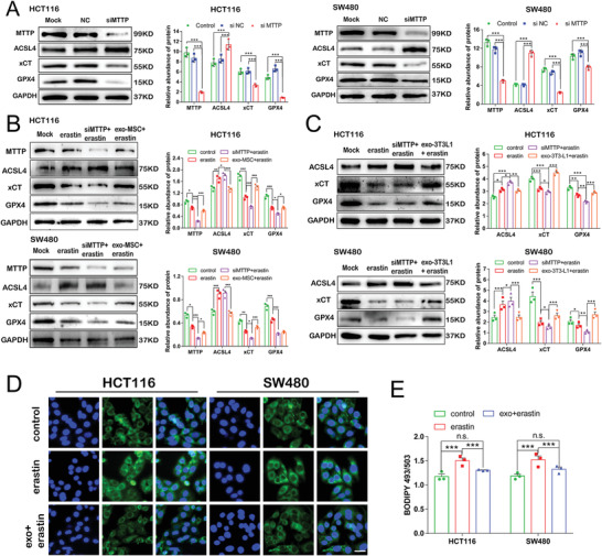 铁死亡 外泌体.jpg