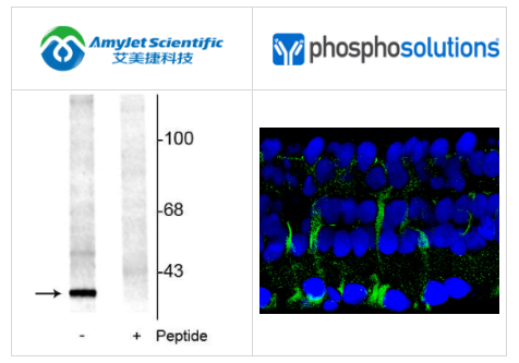 PhosphoSolutions抗14-3-3（Ser 58）抗体解决方案