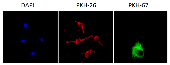 纯干货！巧用外泌体示踪，探索细胞通讯奥秘！