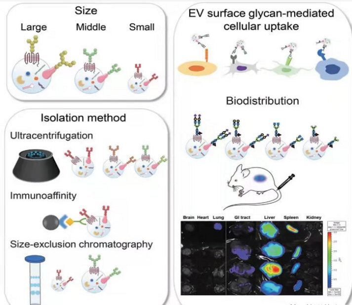 外泌体系列讲座之第三章：外泌体之生物标志物的研究进展