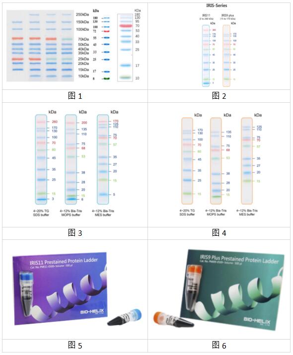 这才是，真彩虹预染蛋白Markers