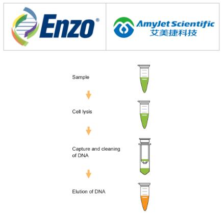 Enzo Life Sciences艾美捷普通组织切片DNA分离试剂盒 Enzo Life Sciences艾美捷普通组织切片DNA分离试剂盒