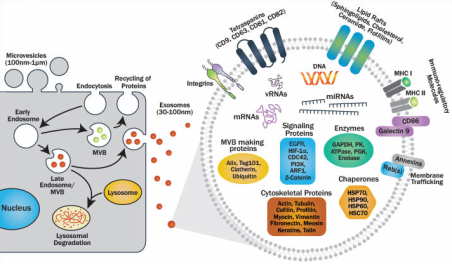 外泌体（exosome）研究整体思路