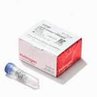 Lipofectamine RNAiMAX转染试剂，13778150