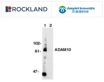 Rockland 艾美捷ADAM10 抗体说明书