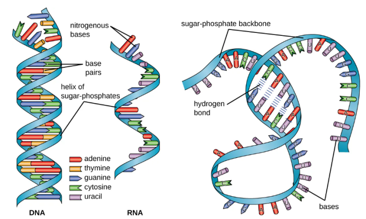 组织/细胞RNA提取指南，彻底摆脱选择综合征！