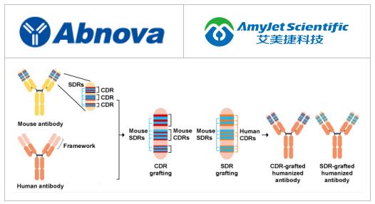 Abnova丨Abnova 抗体人源化相关研究方案 Abnova丨Abnova 抗体人源化相关研究方案