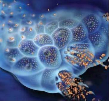 细胞因子在高水平时可能阻止受感染的人产生长期免疫力