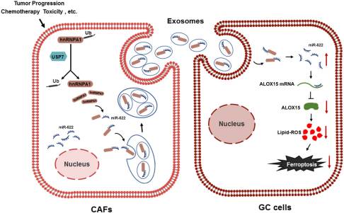 CAF分泌的miR-522可抑制铁死亡并促进胃癌的获得性耐药