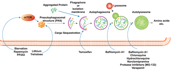 艾美捷/Enzo Life Sciences 自噬分析工具分析   